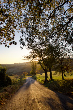 A serene pastel-toned photo of a quiet country road winding through gentle hills at dawn.