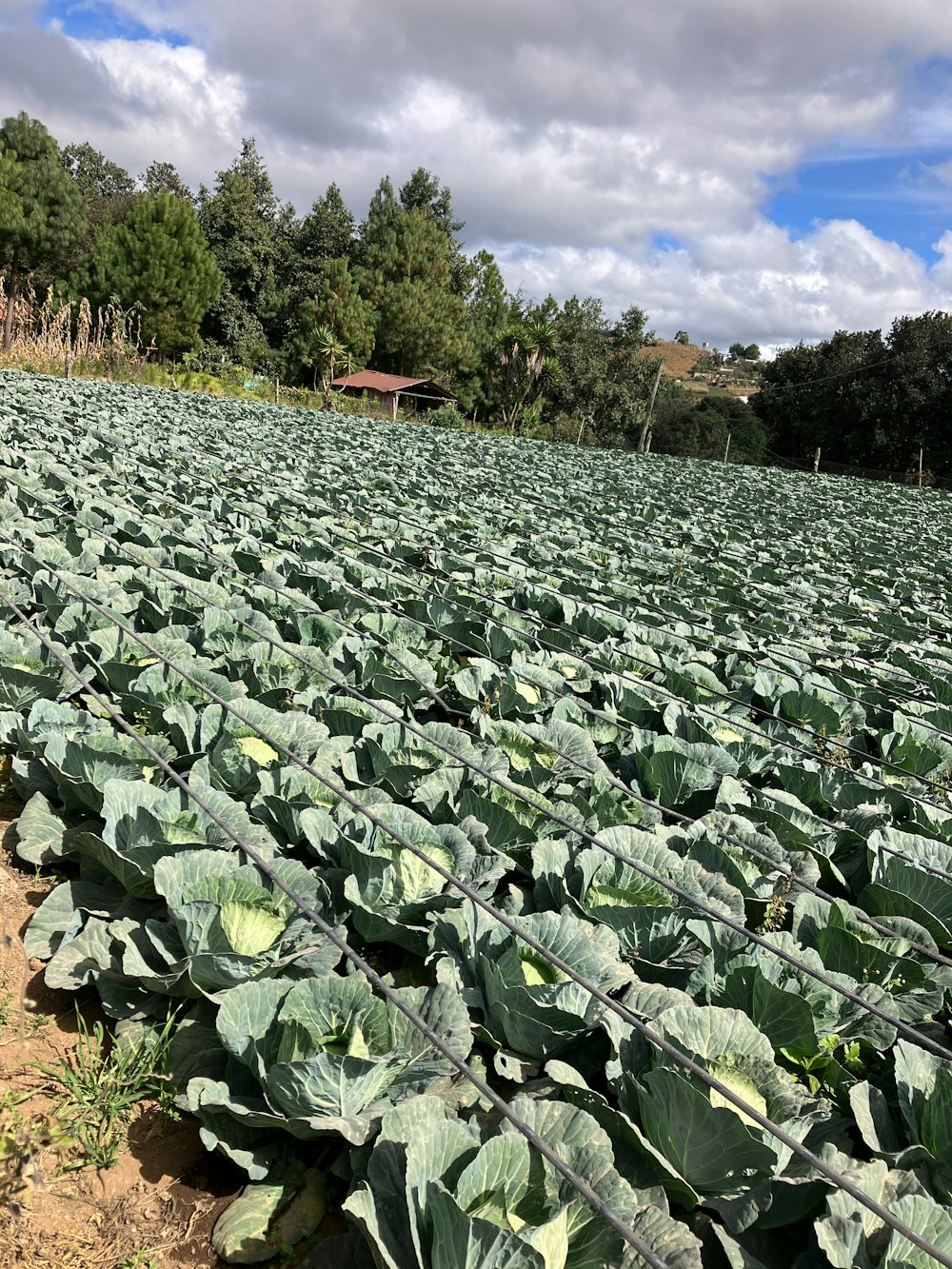 a large field full of green plants under a cloudy blue sky