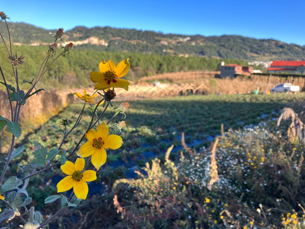 a field with yellow flowers in the foreground