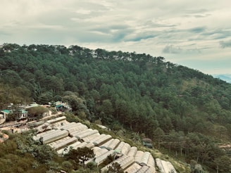 A lush forest landscape with dense trees covering a hillside. At the forefront, several greenhouses are aligned in rows on the slopes, surrounded by greenery. The sky is lightly overcast with clouds, adding a serene feel to the scene.