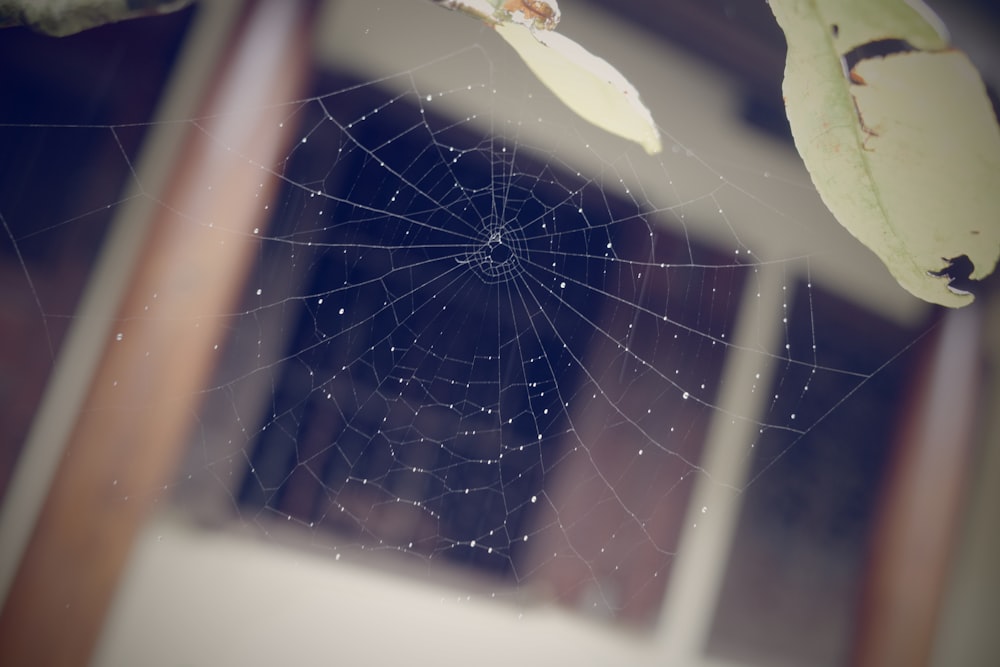 a close up of a spider web on a window