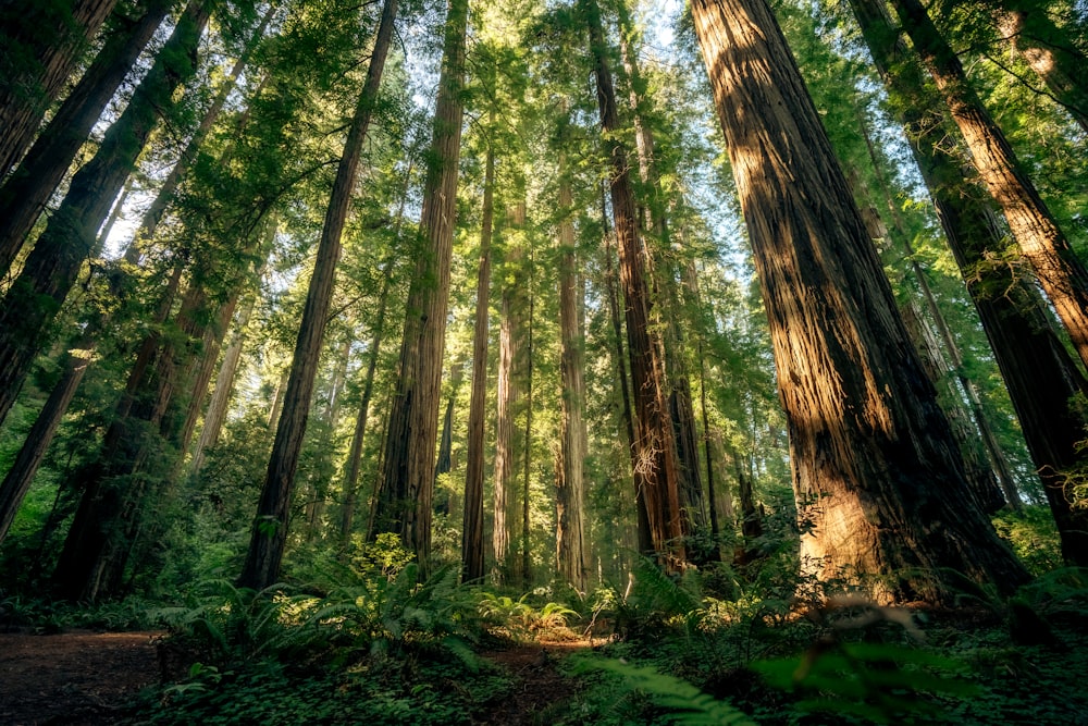 Un bosque lleno de muchos árboles altos