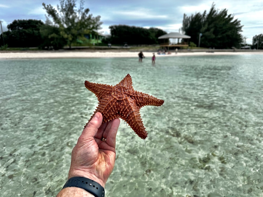 a person holding a starfish in the water