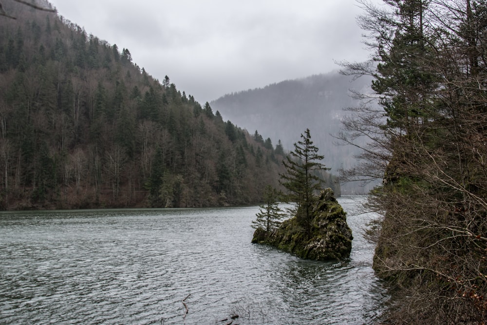 a body of water surrounded by a forest