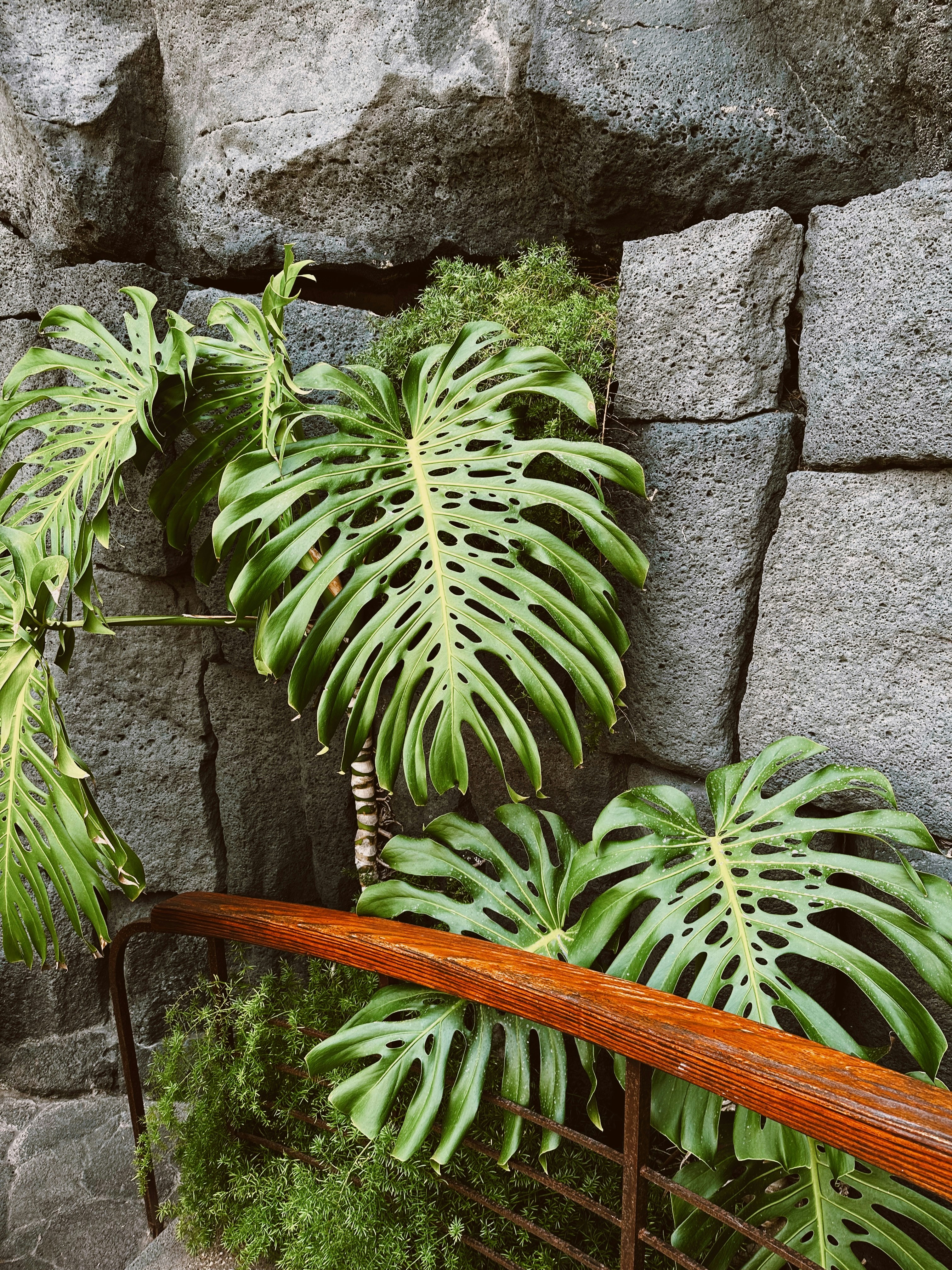 A plant growing out of a stone wall photo – Free Plant Image on Unsplash