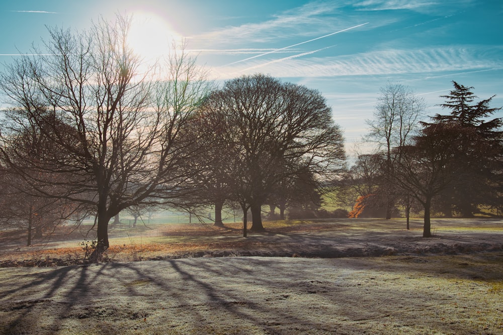 the sun is shining through the trees in the park