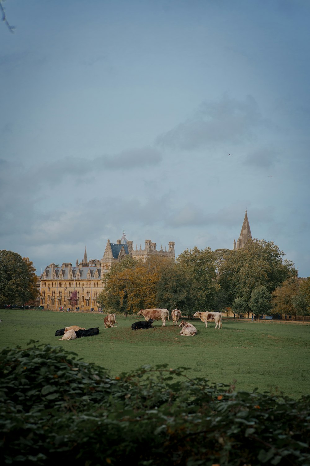 a herd of cattle grazing on a lush green field