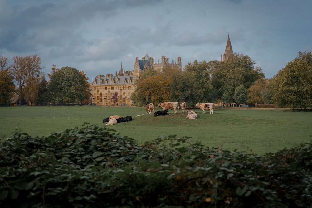 a herd of cattle grazing on a lush green field