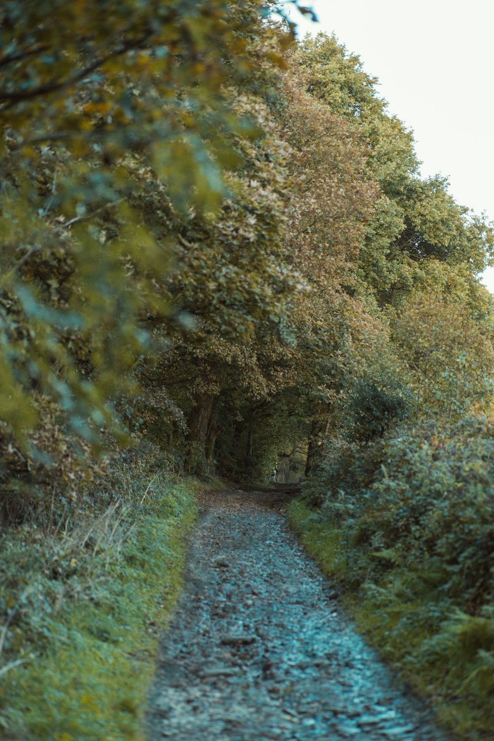 a dirt road surrounded by trees and bushes