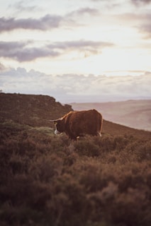 A wide shot of rolling fields with cows grazing under a soft sunset sky.