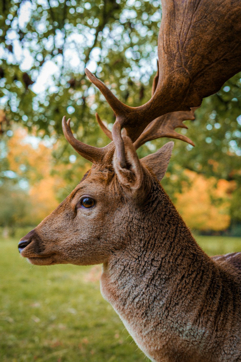 a close up of a deer with antlers on it's head