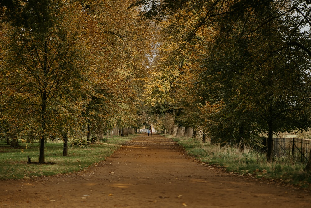 a dirt road with trees lining both sides of it