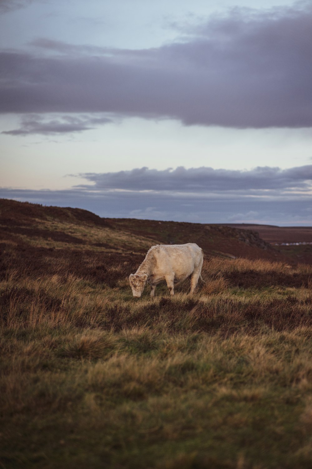 a white cow grazing in a grassy field