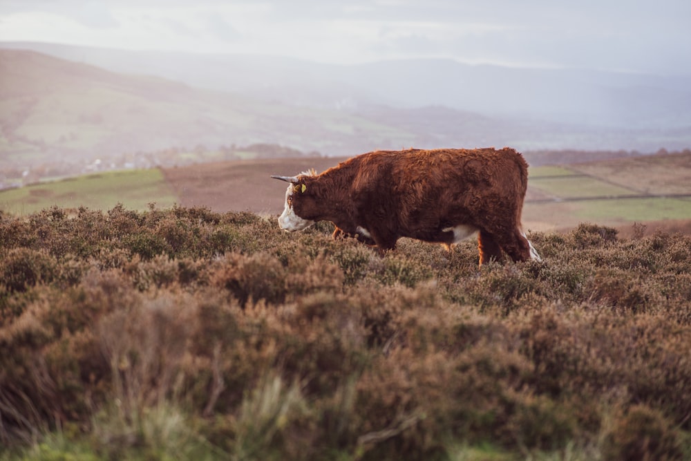 a brown cow standing on top of a grass covered hillside