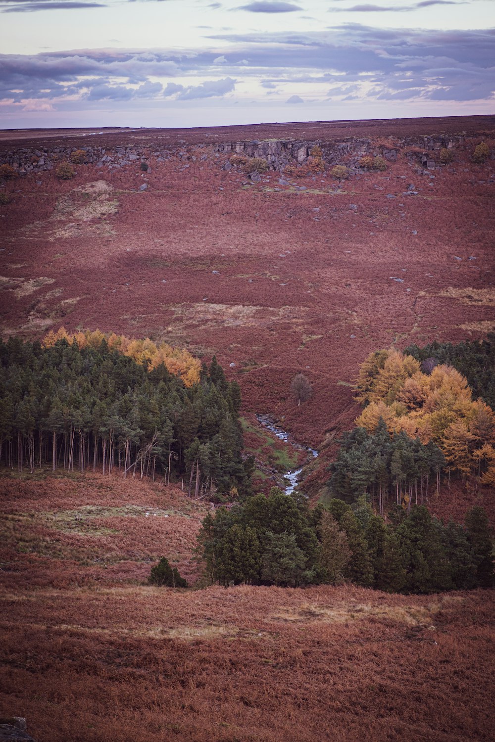 a field with trees and a stream running through it