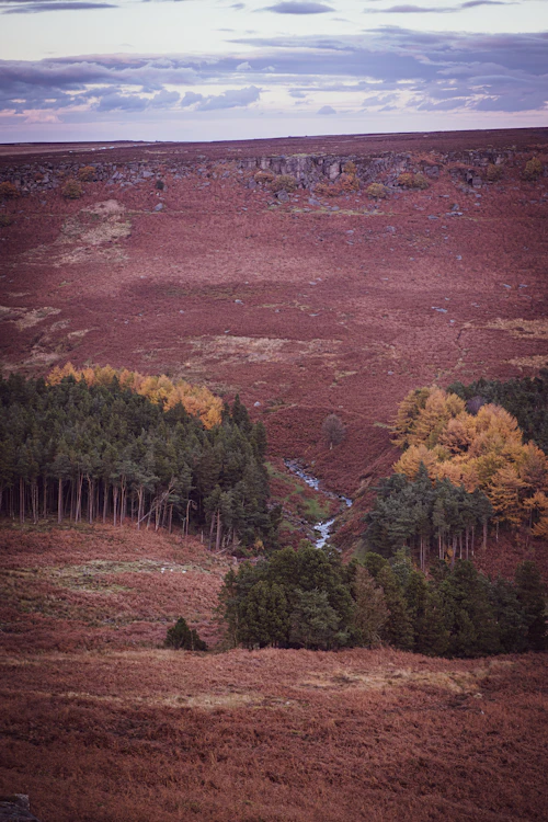 Green field with trees and a stream on the countryside edge of Sheffield