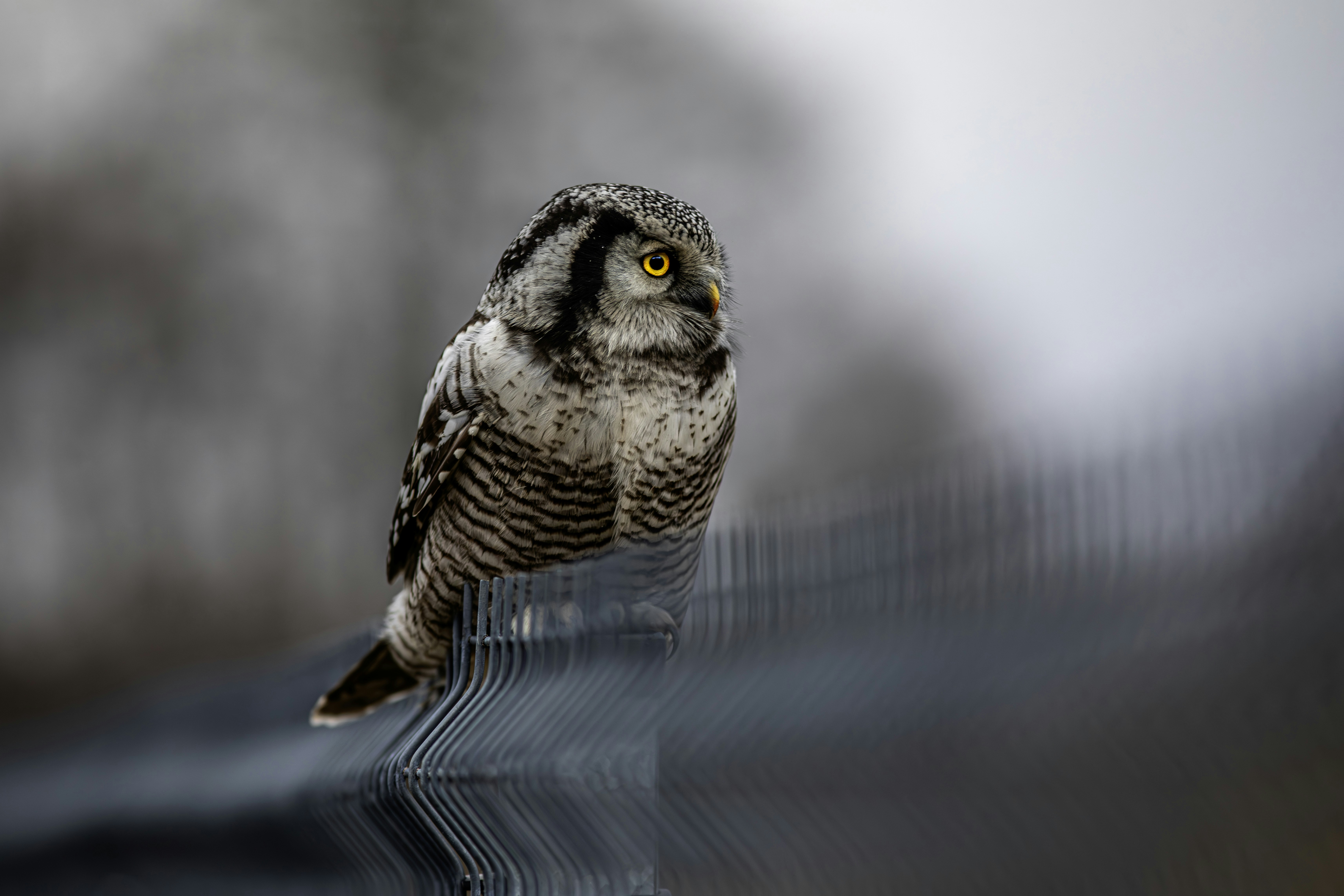 Photo by erik_karits