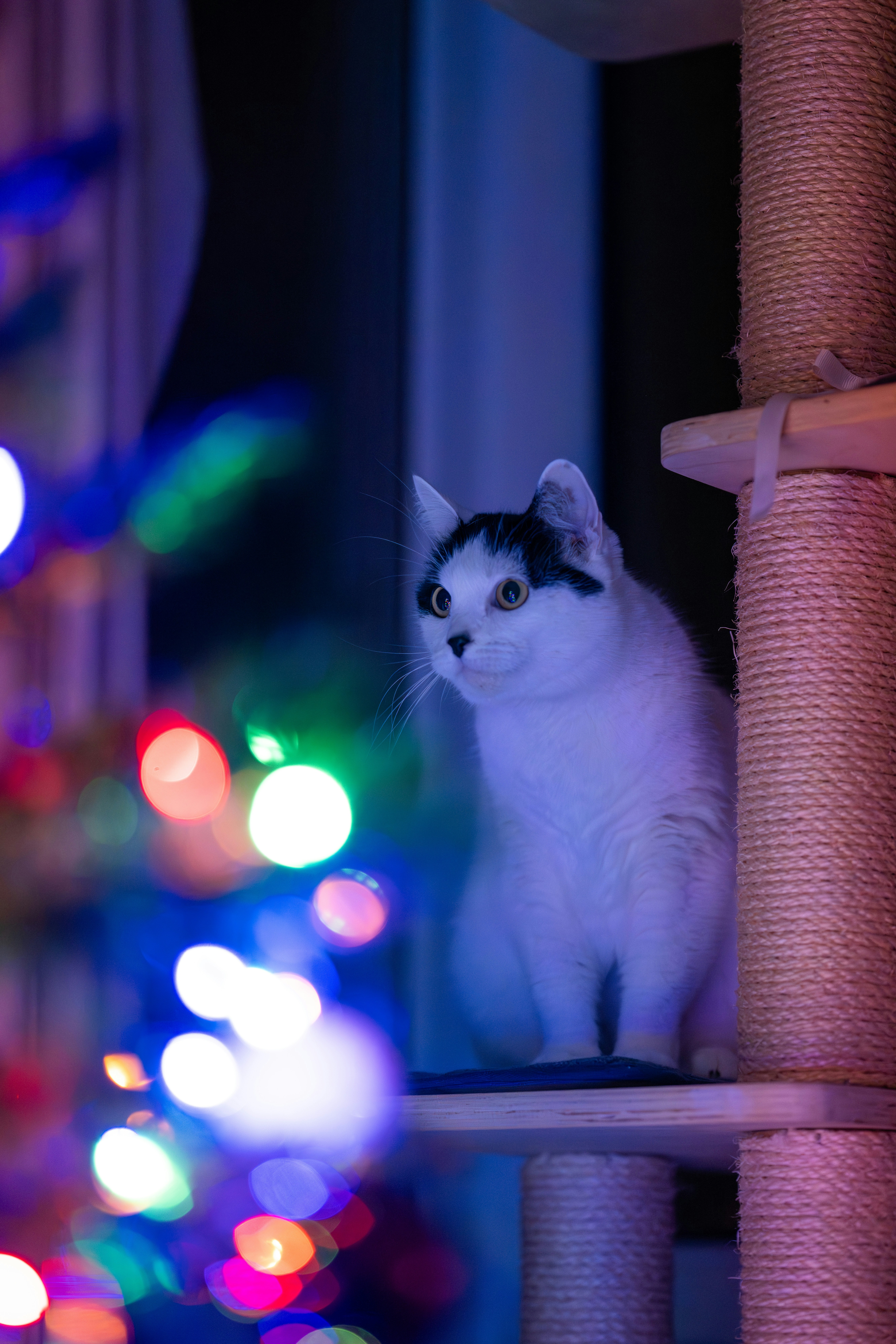 Bringing You “Gifts” (Even If You Don’t Want Them) (image credits: unsplash)