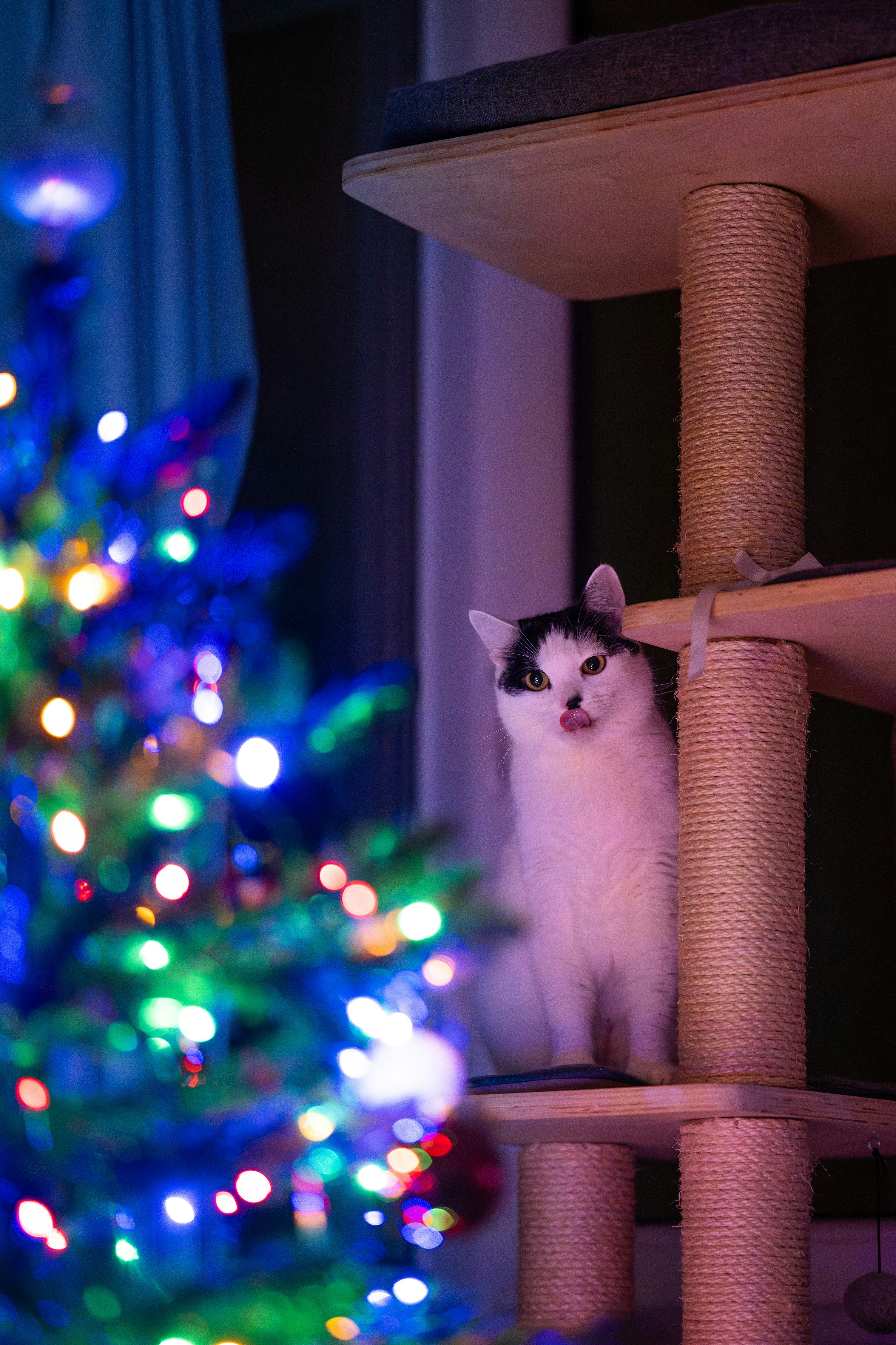 Bringing You “Gifts”: Feline Tokens of Affection (image credits: unsplash)