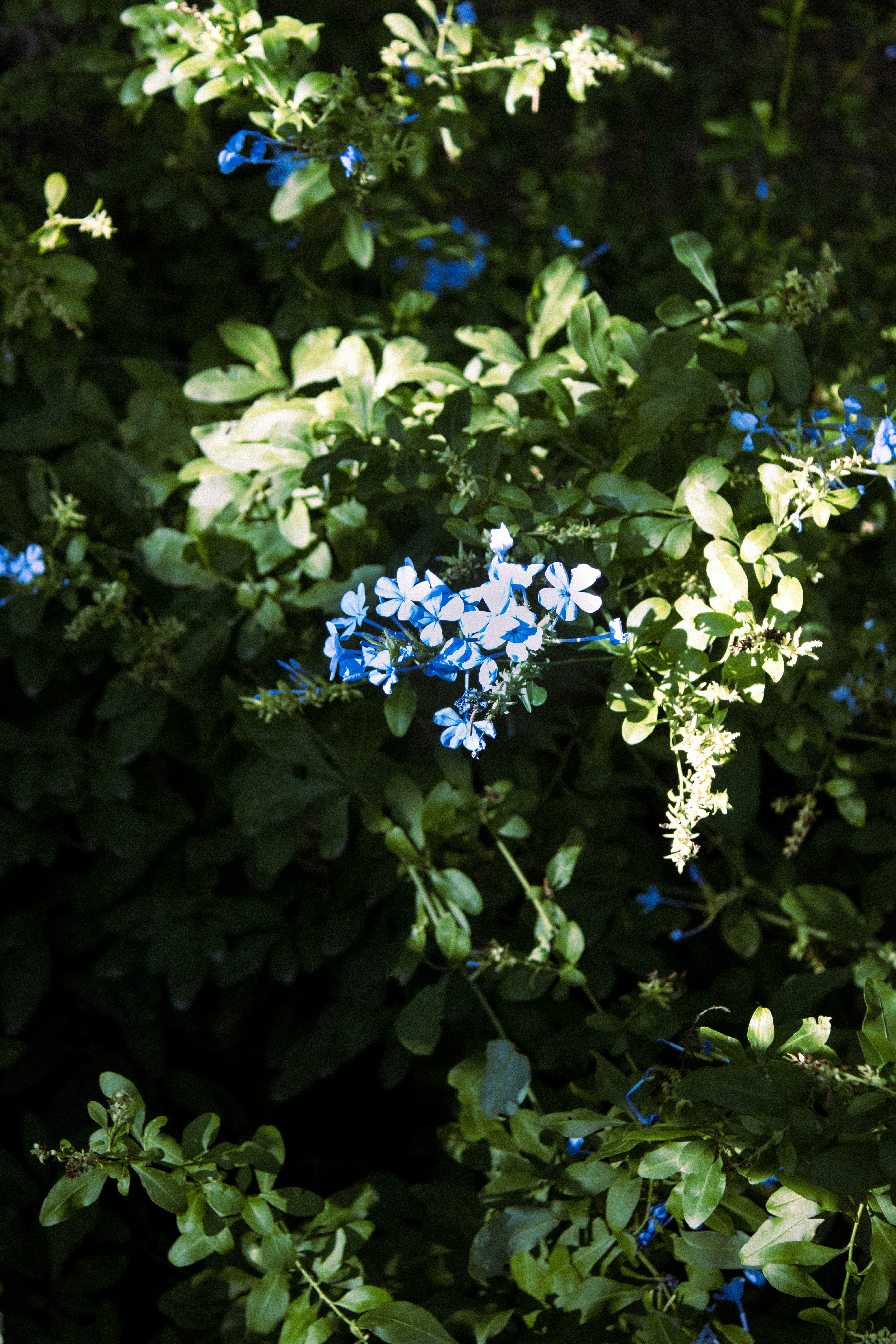 Photo by iscas