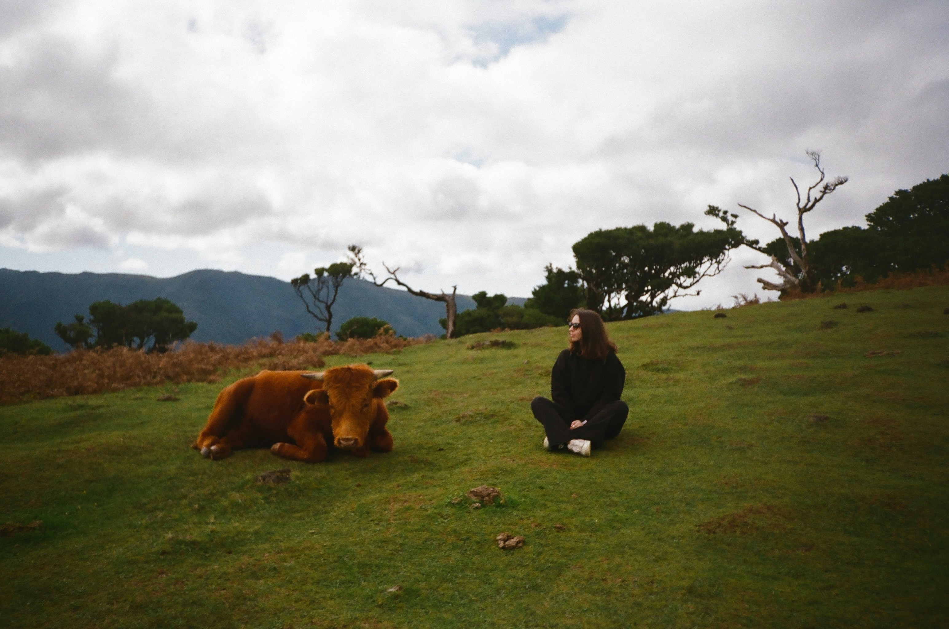 a woman sitting in a field next to a cow