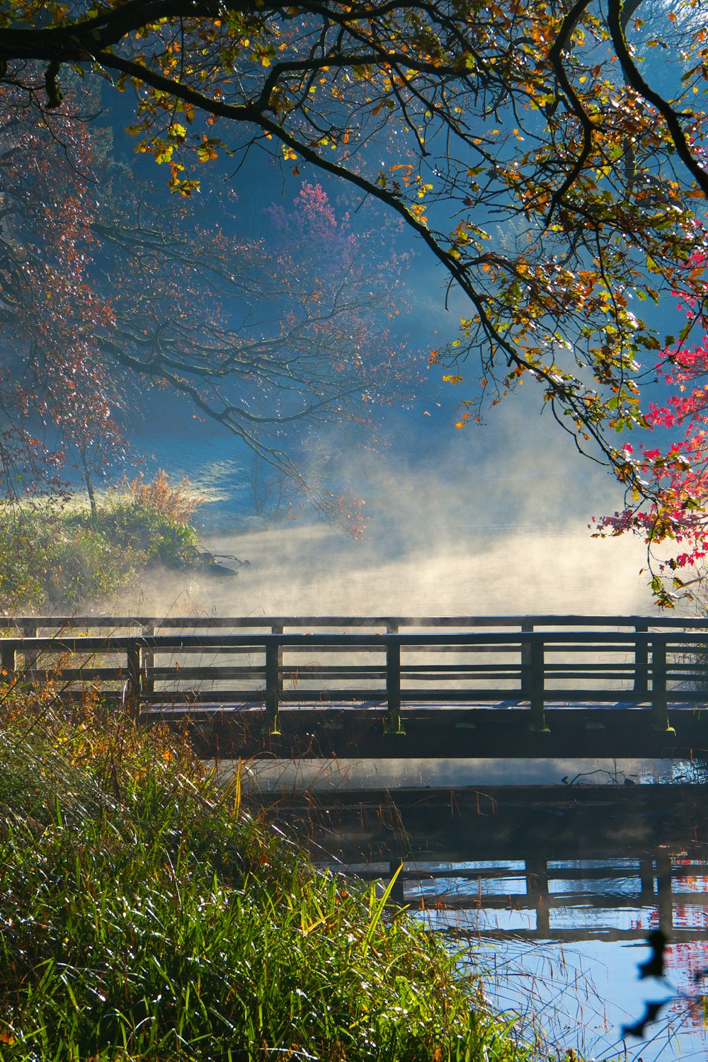 a bridge over a body of water surrounded by trees