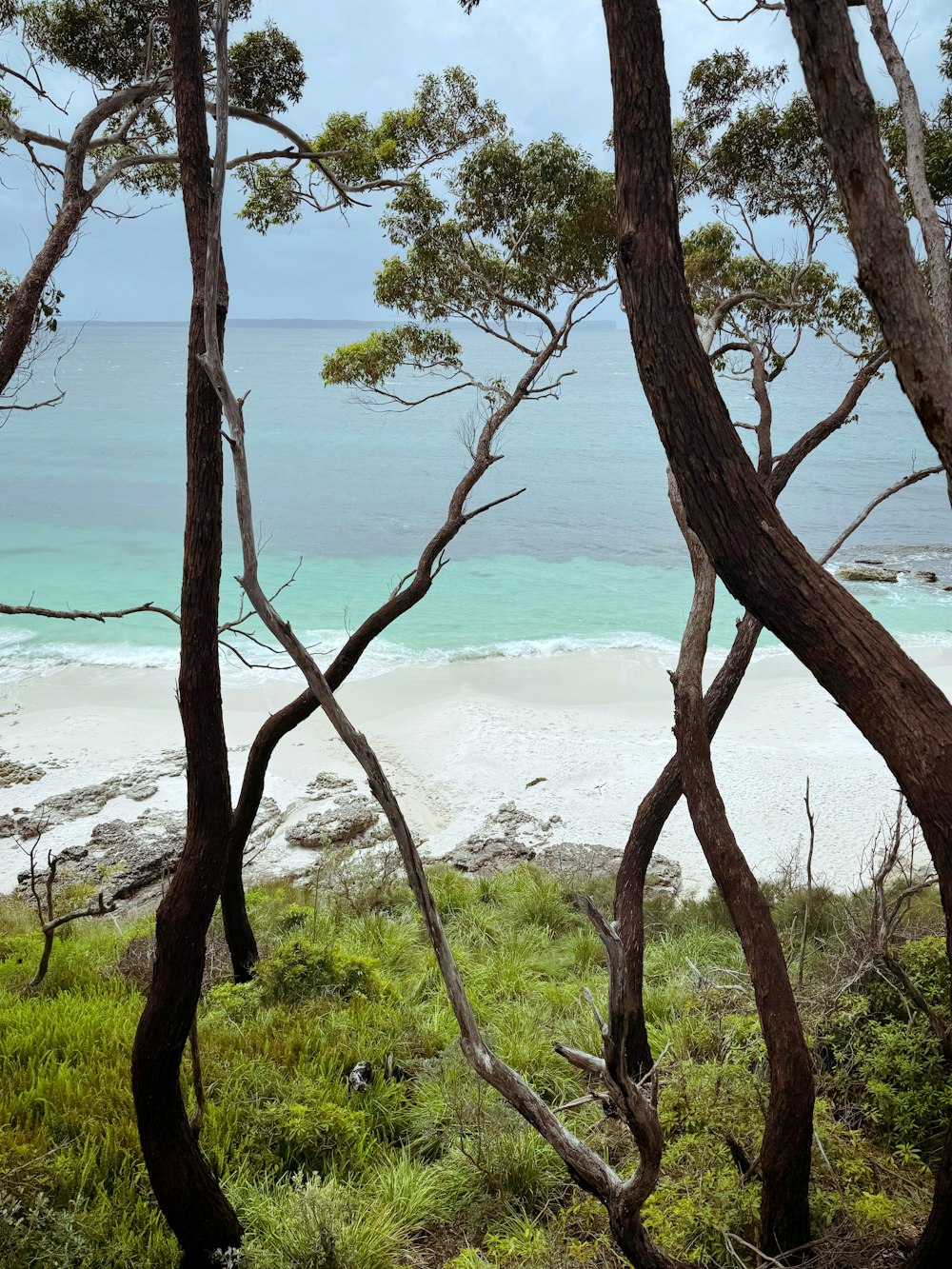 a view of a beach through some trees