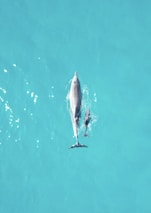 a dolphin and its calf swimming in the ocean at koh samui