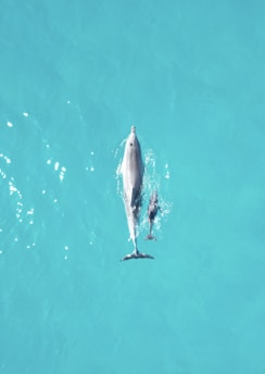 a dolphin and its calf swimming in the ocean at koh samui