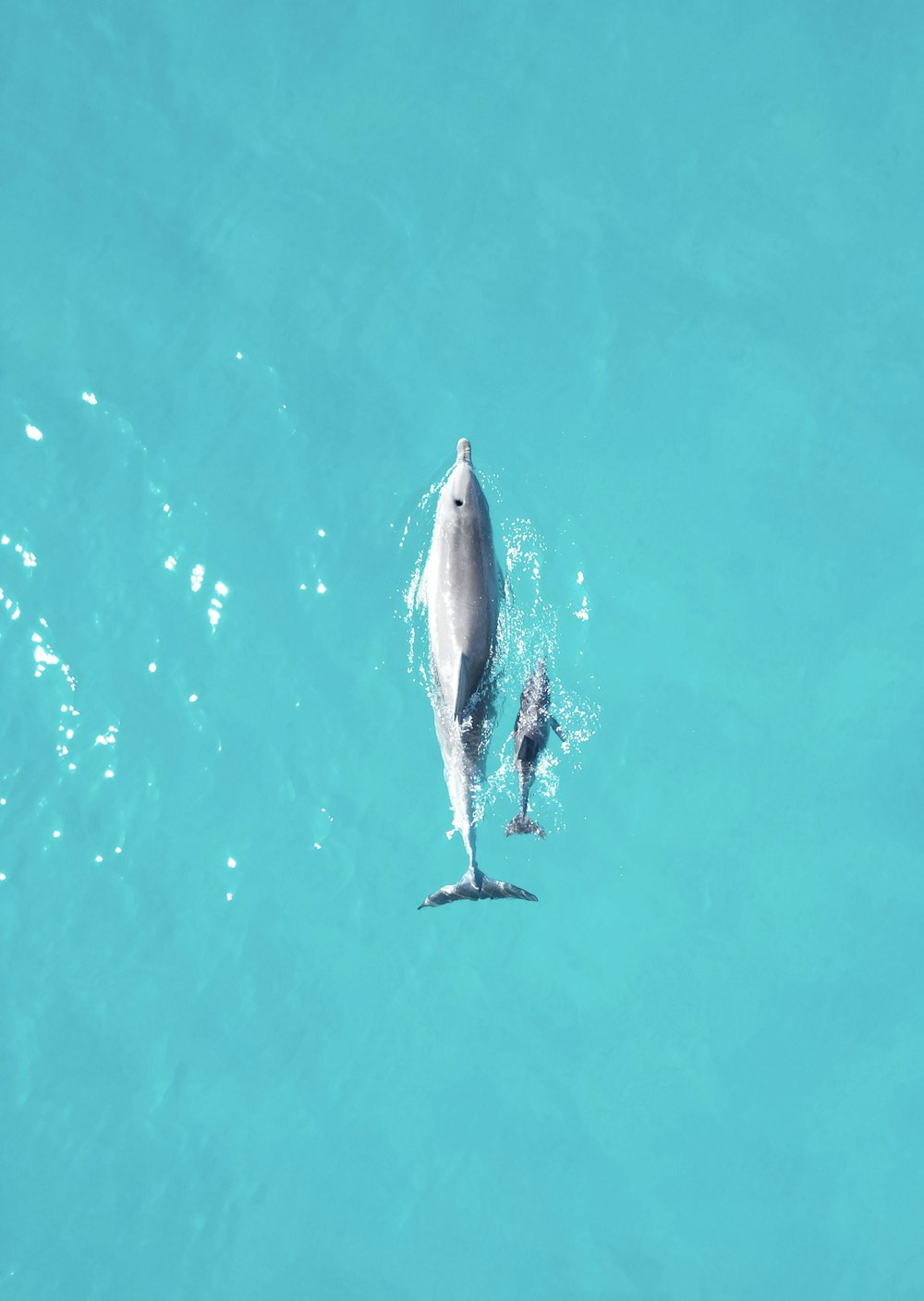 a dolphin and its calf swimming in the ocean