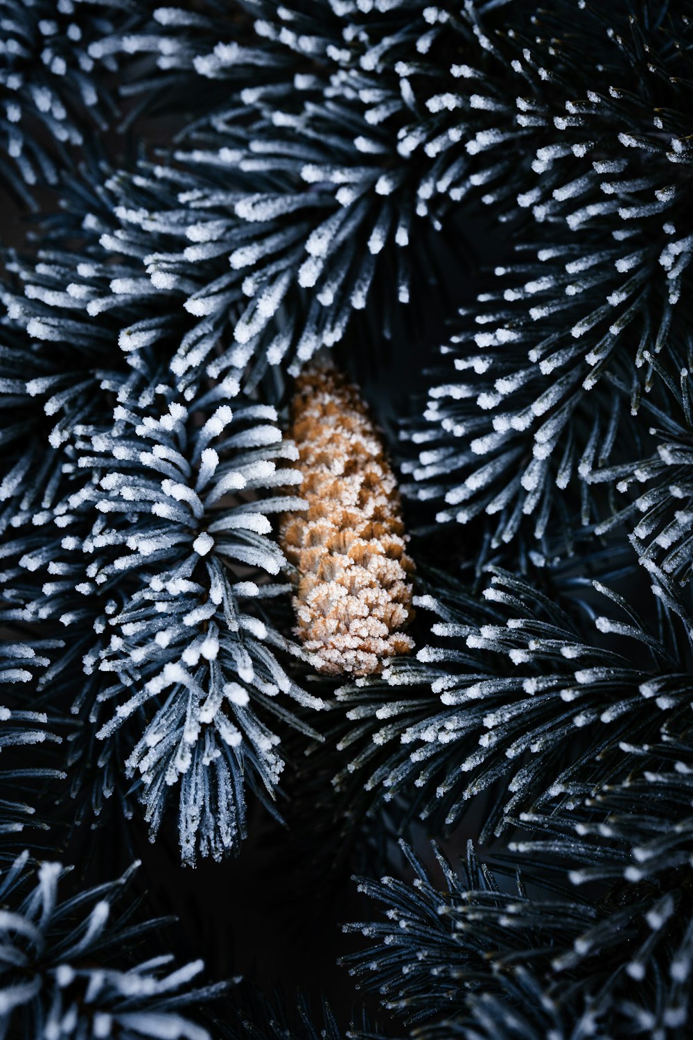 a close up of a pine cone on a pine tree