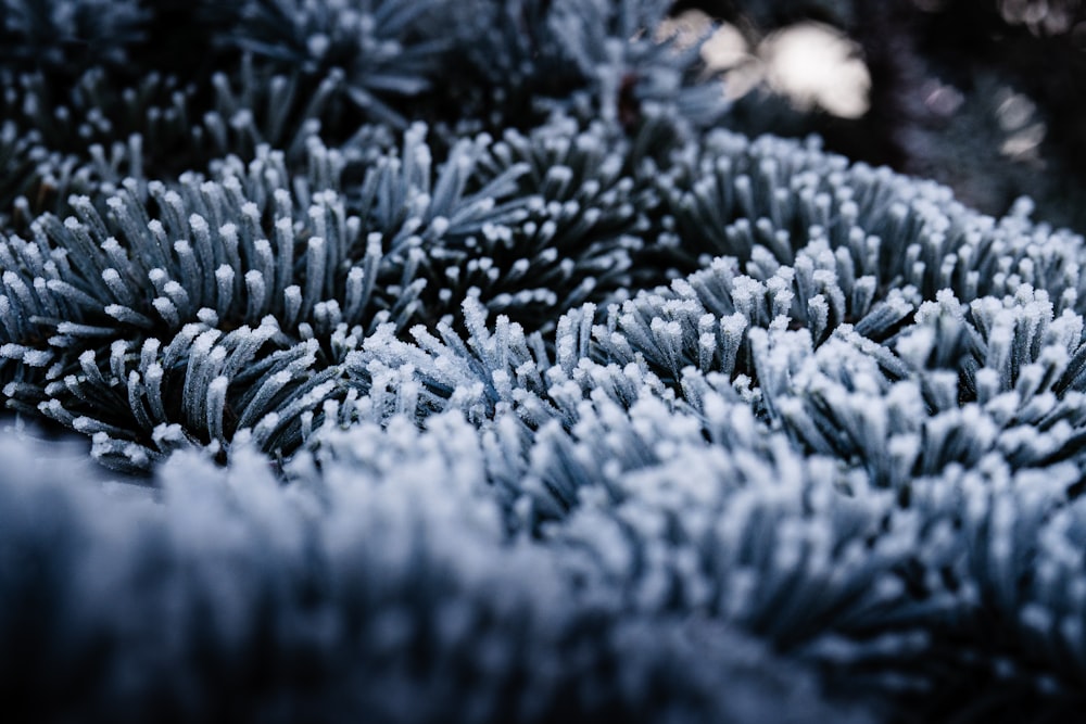 a bunch of pine needles covered in snow