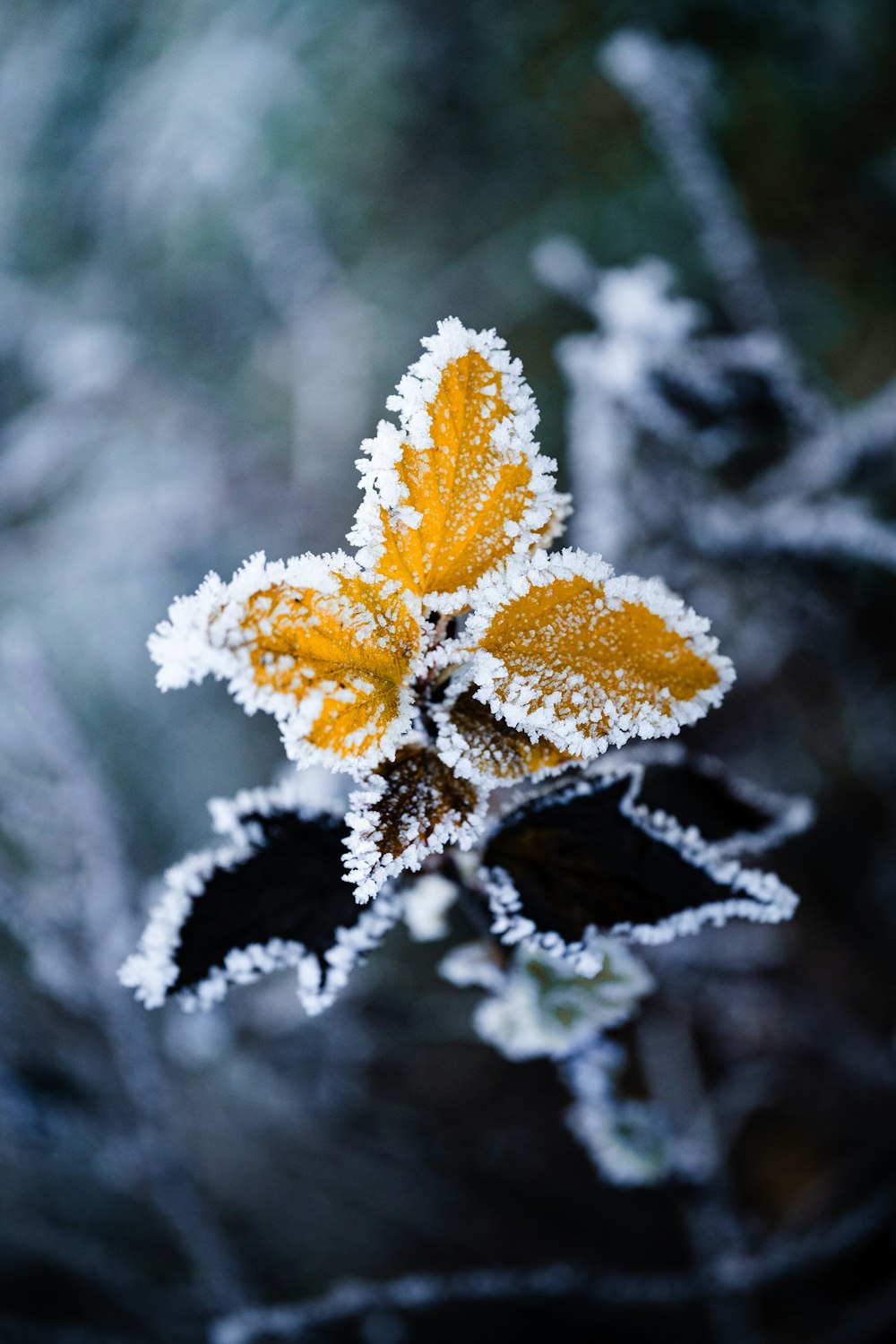 a yellow and white leaf covered in frost