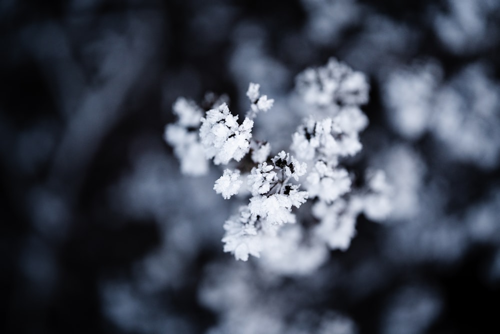 a close up of snow flakes on a tree