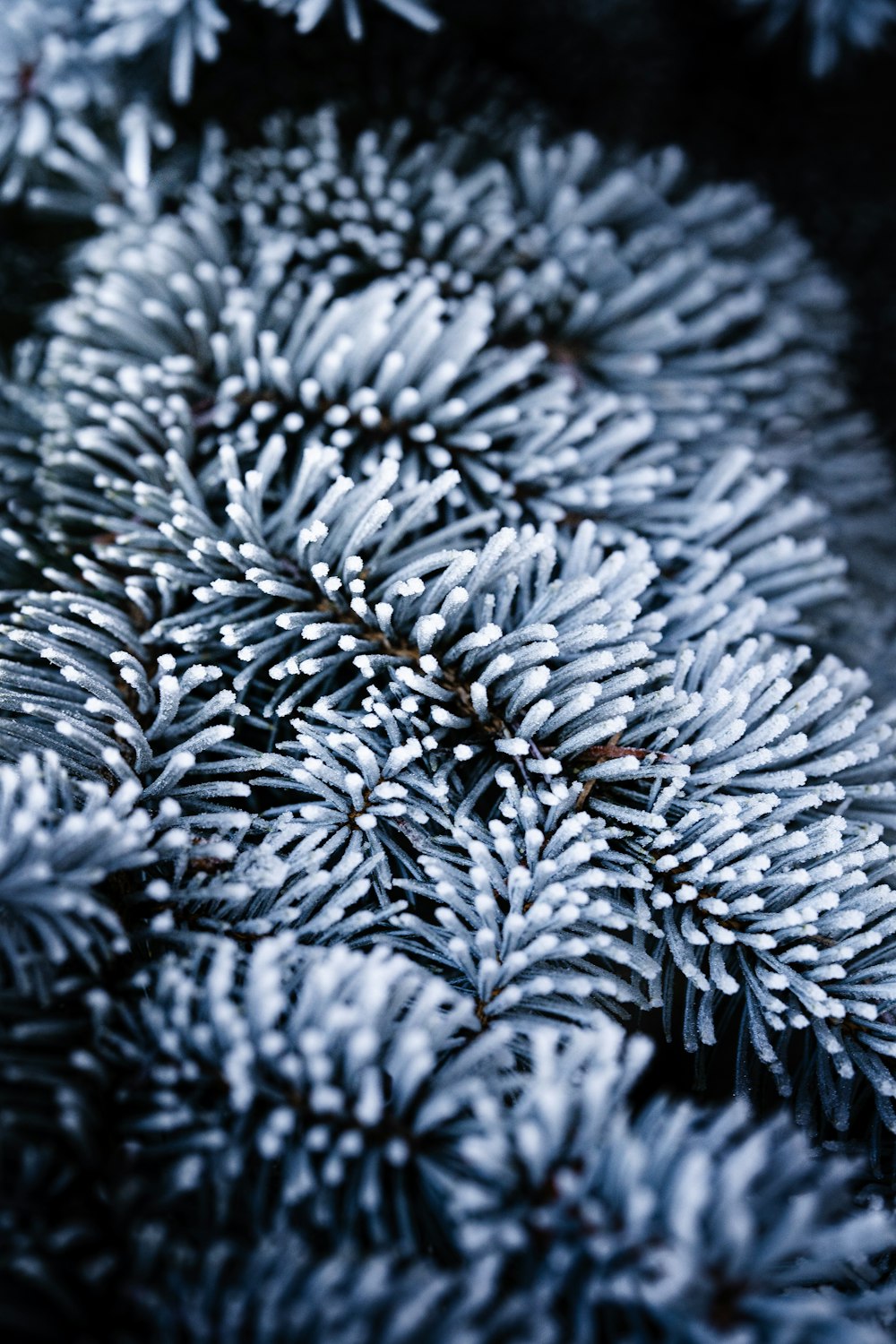 a close up of a bunch of pine needles
