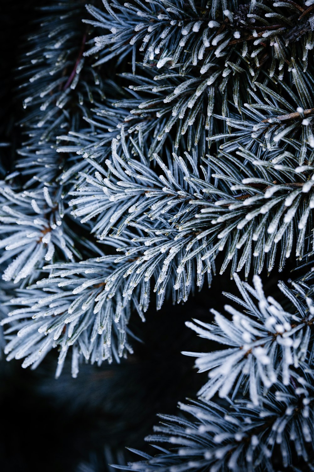 a close up of a pine tree with snow on it