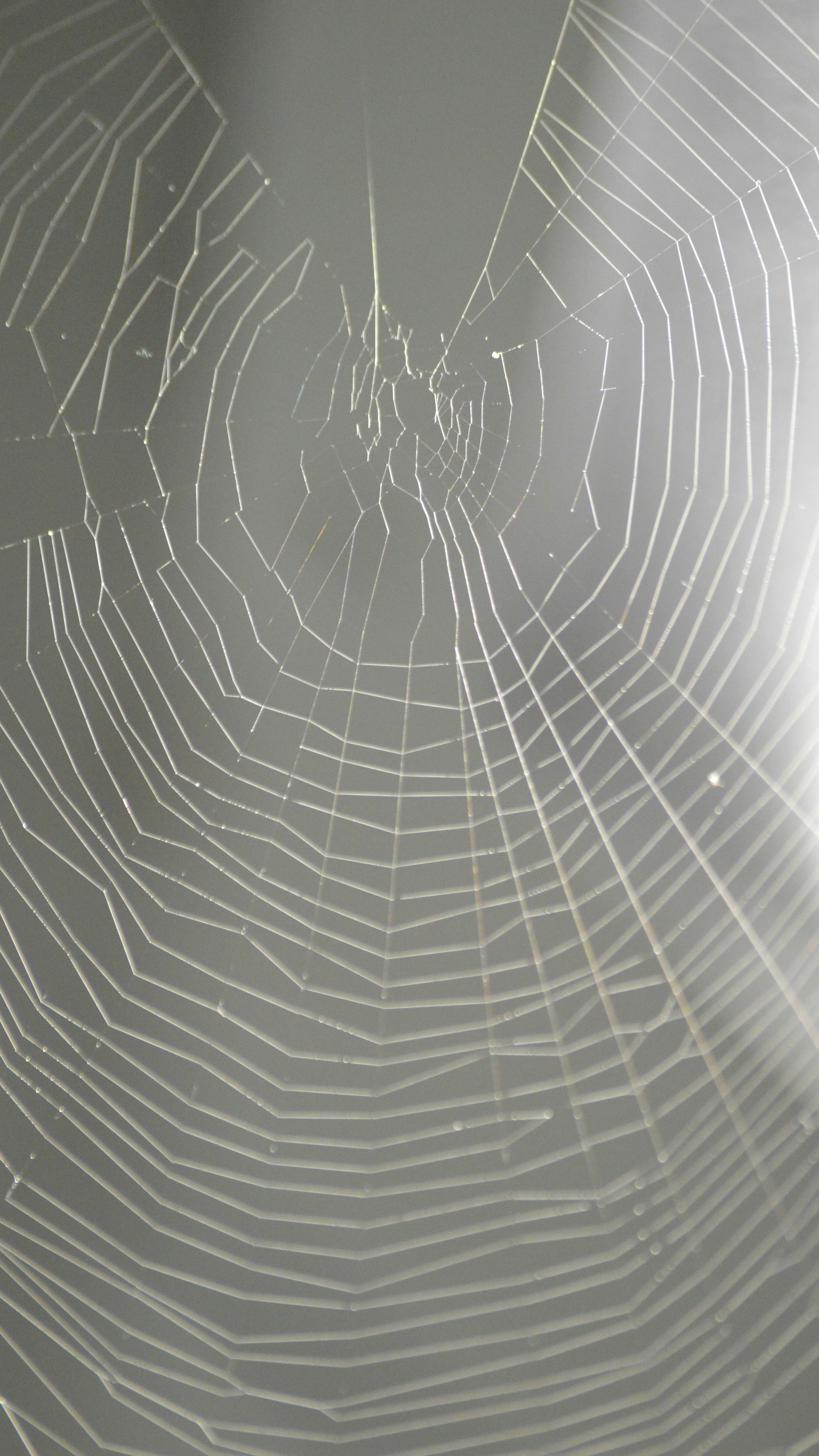 A close up of a spider web on a wall photo – Free Spider Image on Unsplash