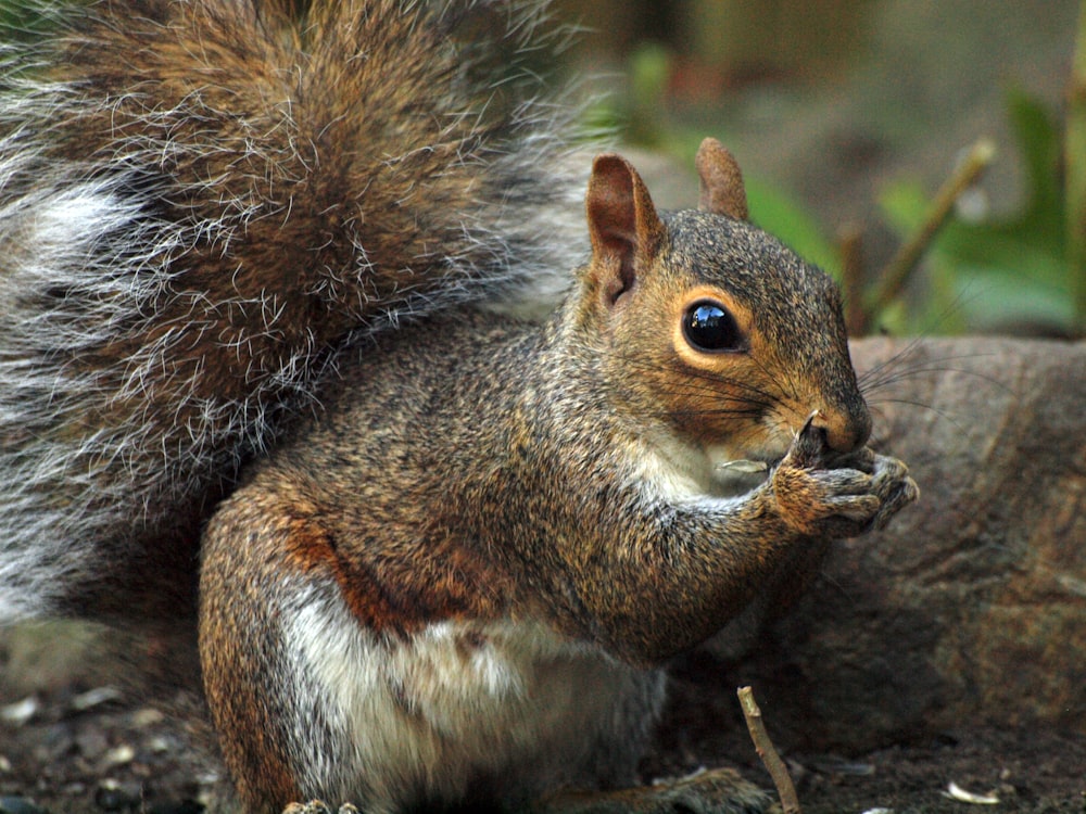 a close up of a squirrel eating a piece of food