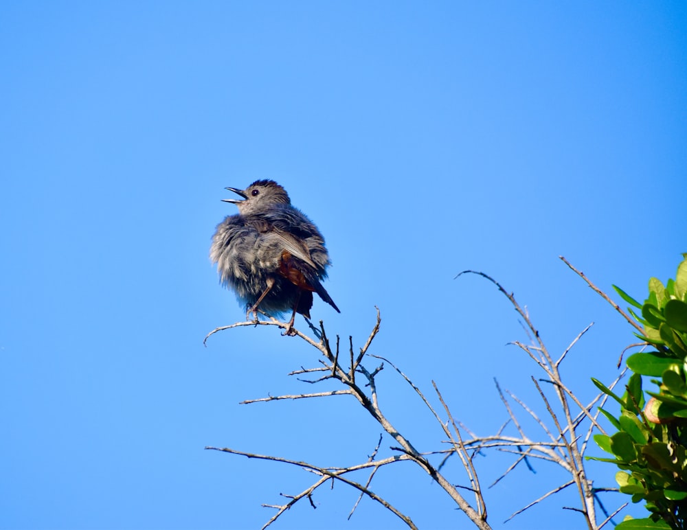 a bird sitting on top of a tree branch