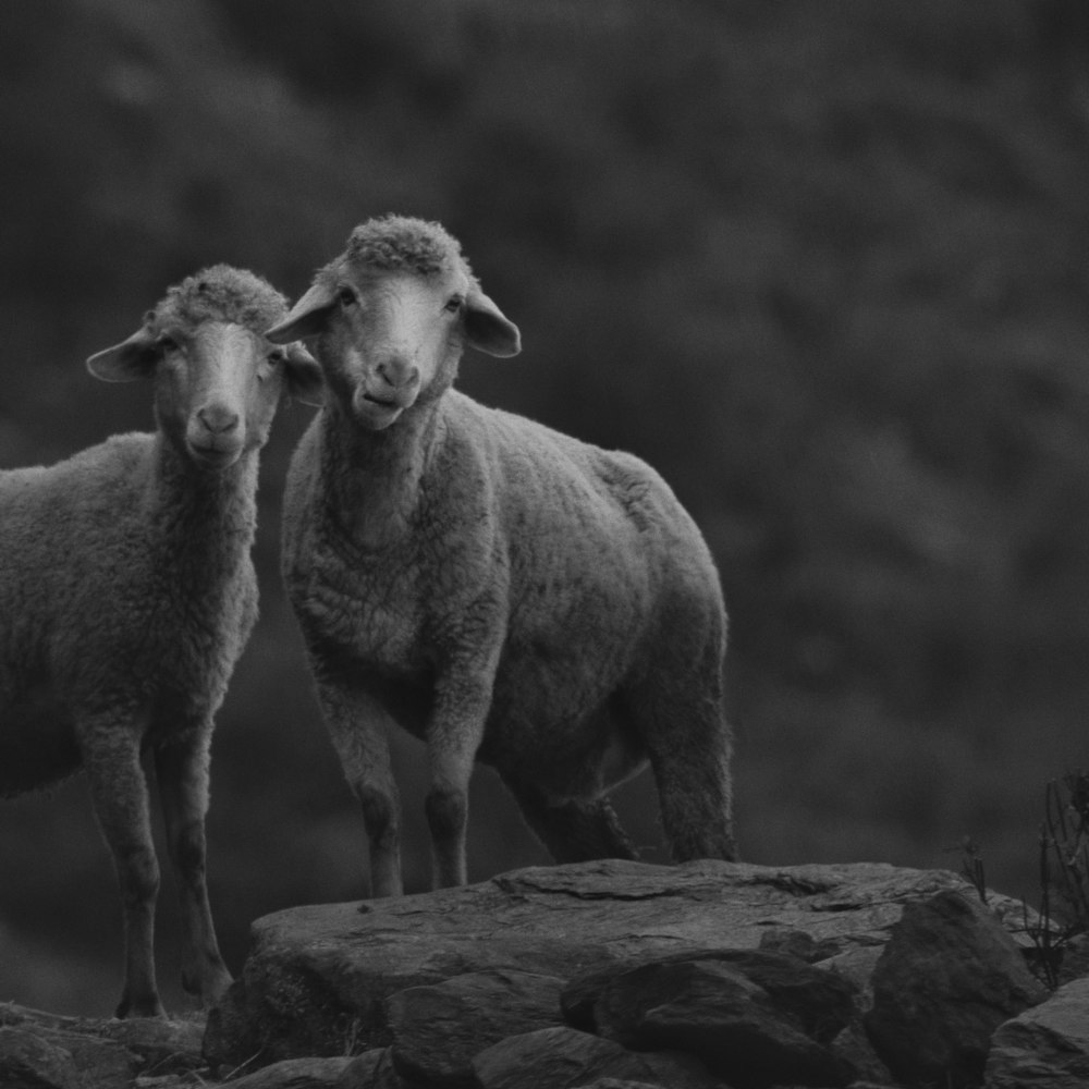 two sheep standing next to each other on a rocky hillside
