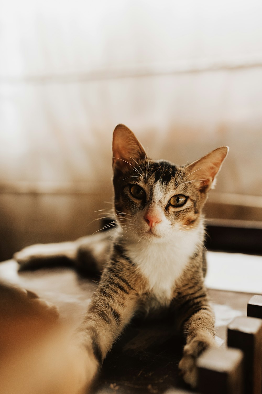 a cat sitting on top of a wooden table