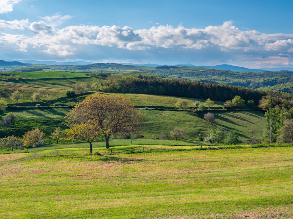 a large field with a tree in the middle of it