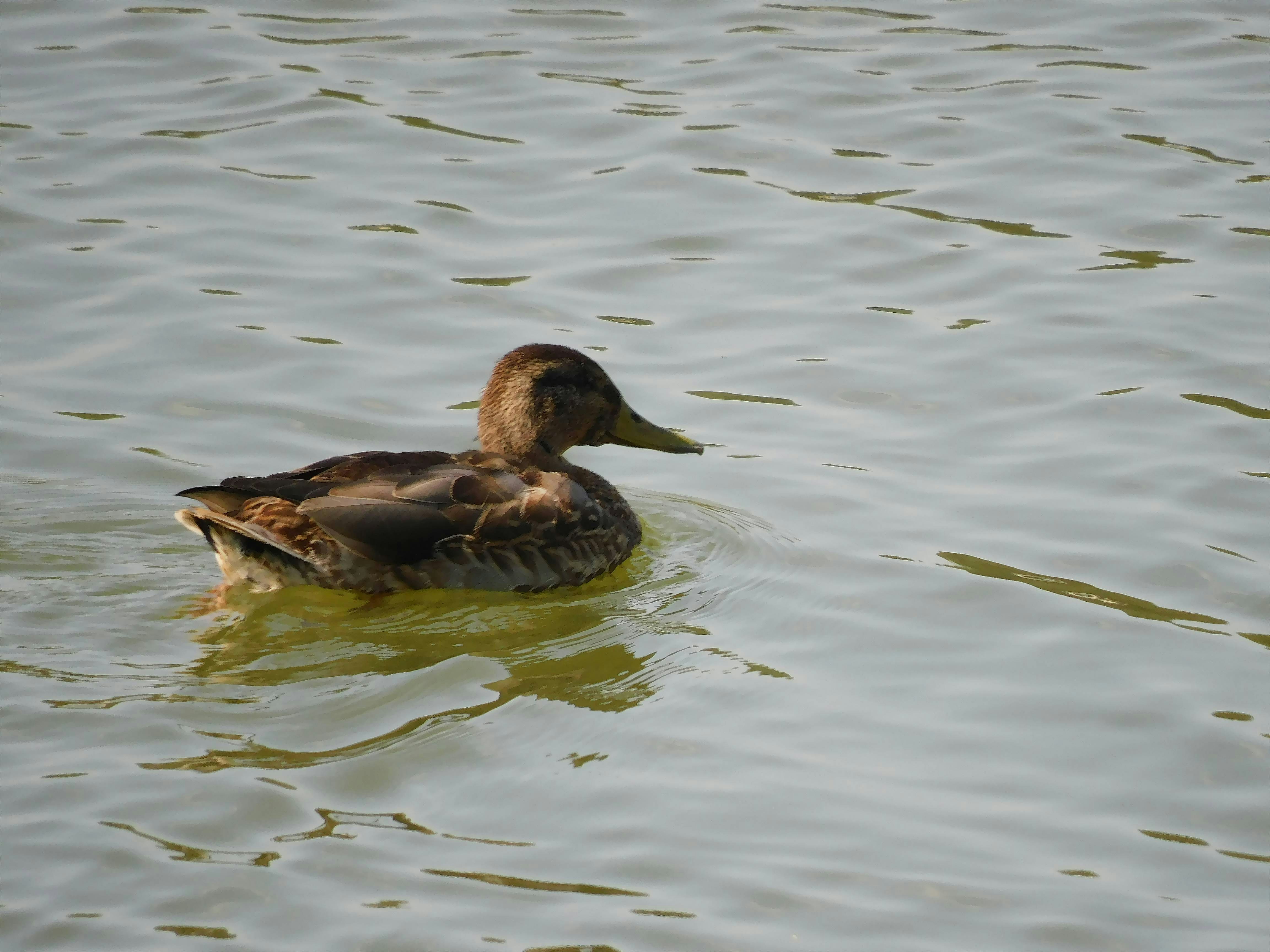 un canard flottant au-dessus d’un plan d’eau