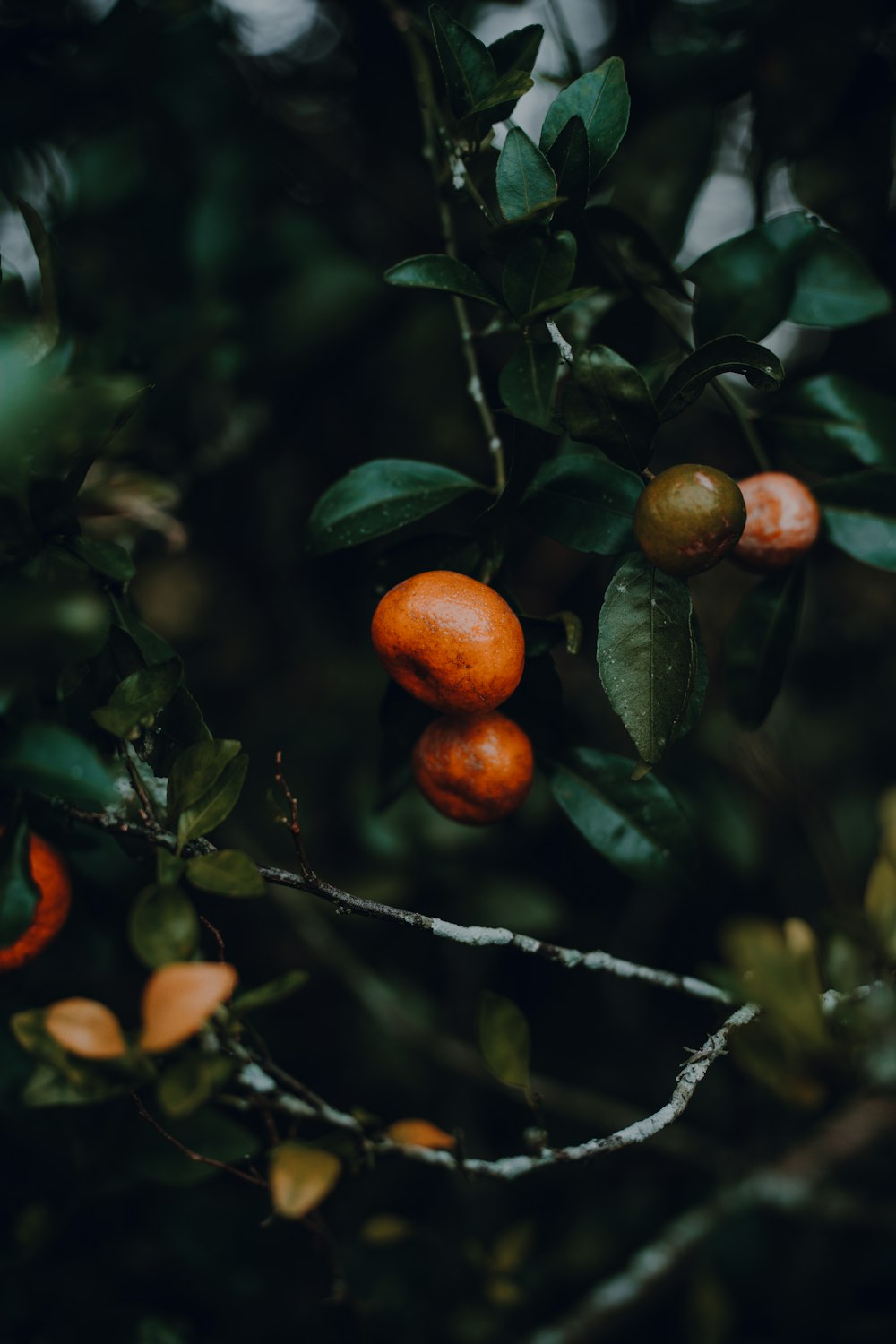 a bunch of oranges hanging from a tree