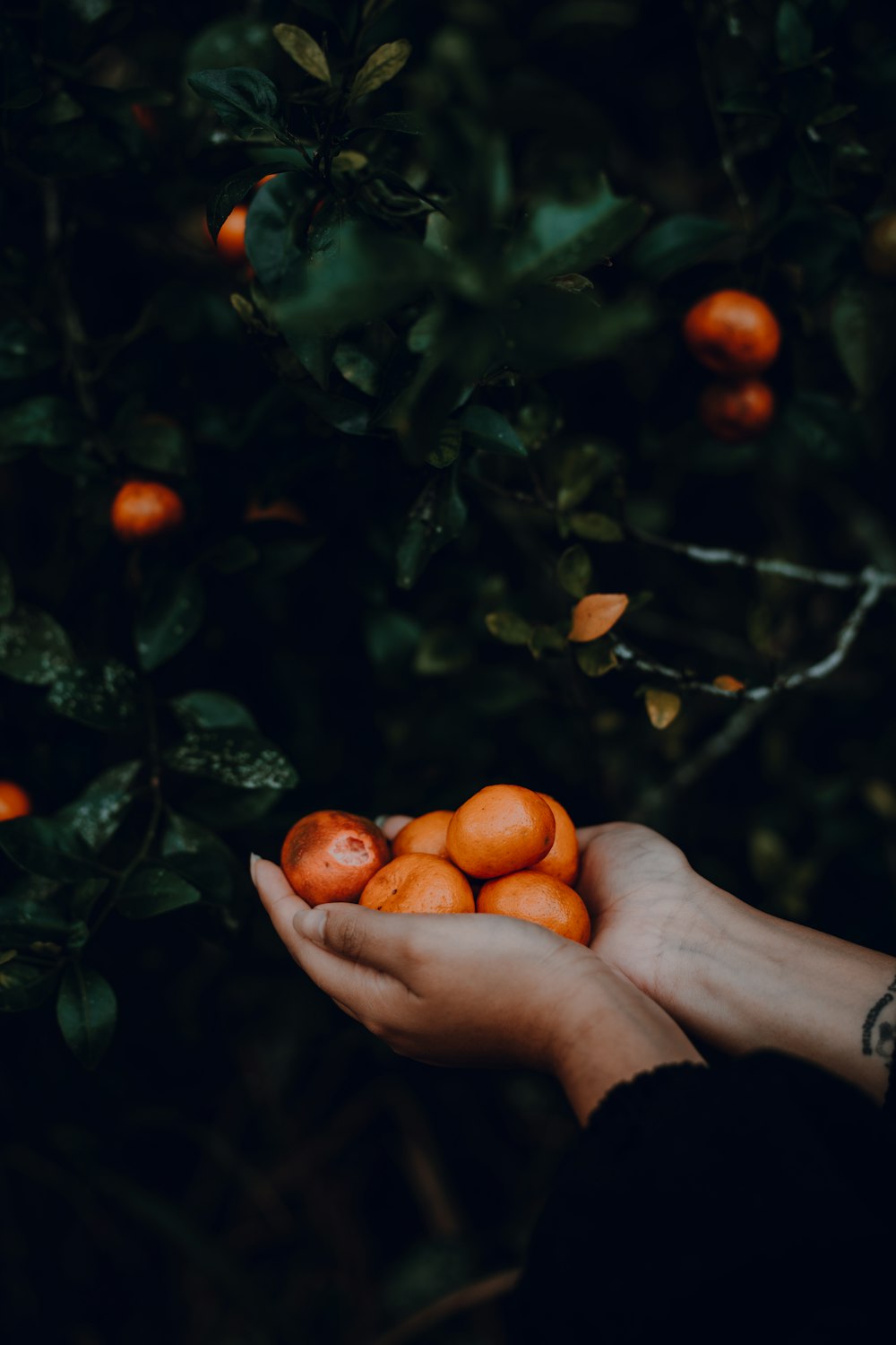 a person holding a bunch of oranges in their hands