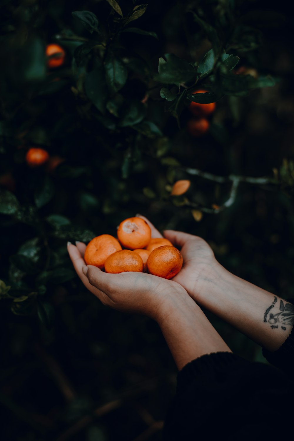 a person holding a bunch of oranges in their hands