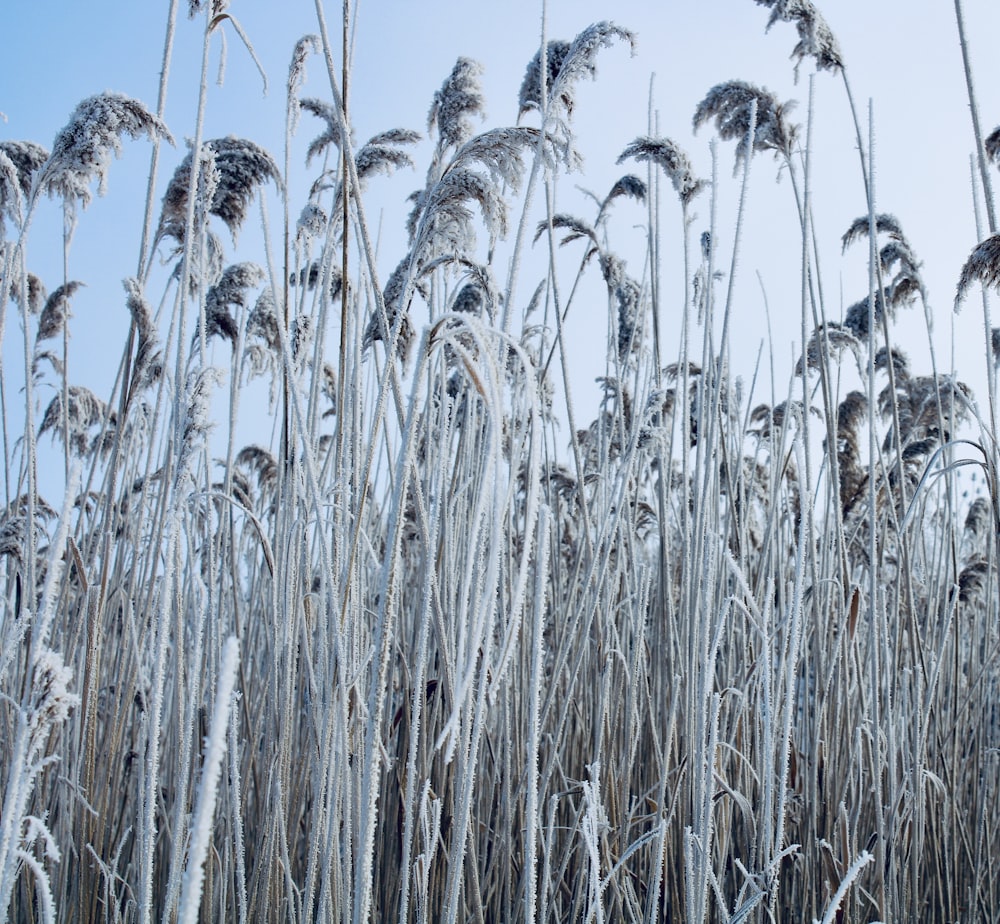 a field of tall grass covered in snow