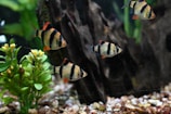 a group of fish swimming in an aquarium
