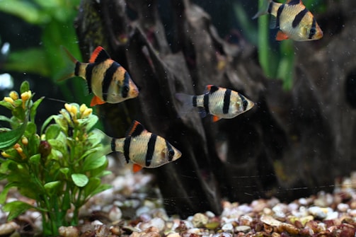 A group of tiger barbs in aquarium