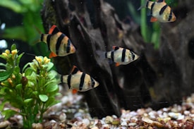 A group of small fish with distinct black stripes and orange fins swim gracefully amidst a well-decorated aquarium setting, featuring green aquatic plants and a gravel-covered bottom.